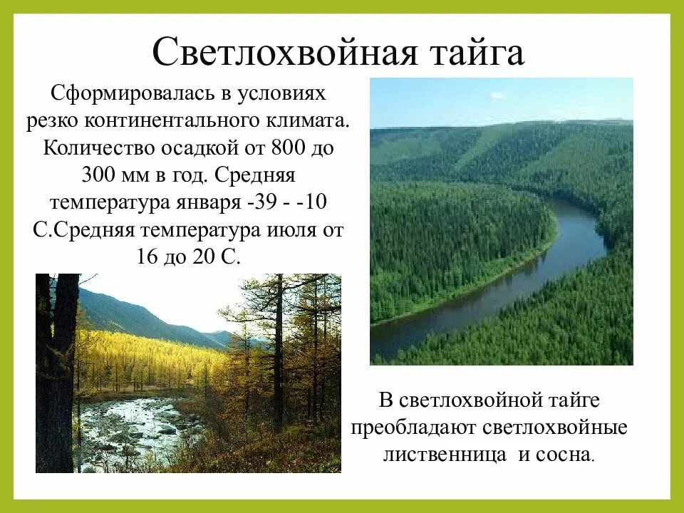 Светлохвойная Тайга в Восточной Сибири. Светлохвойная Лиственничная Тайга. Климат светлохвойной тайги в России. Светлоло Хвойная Тайга.