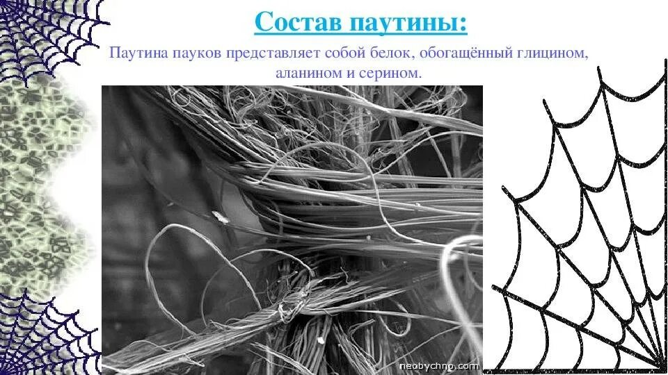 Из чего состоит паутина паука. Из чего состоит паучья паутина. Строение паутины. Состав паутины. Химический состав паутины.