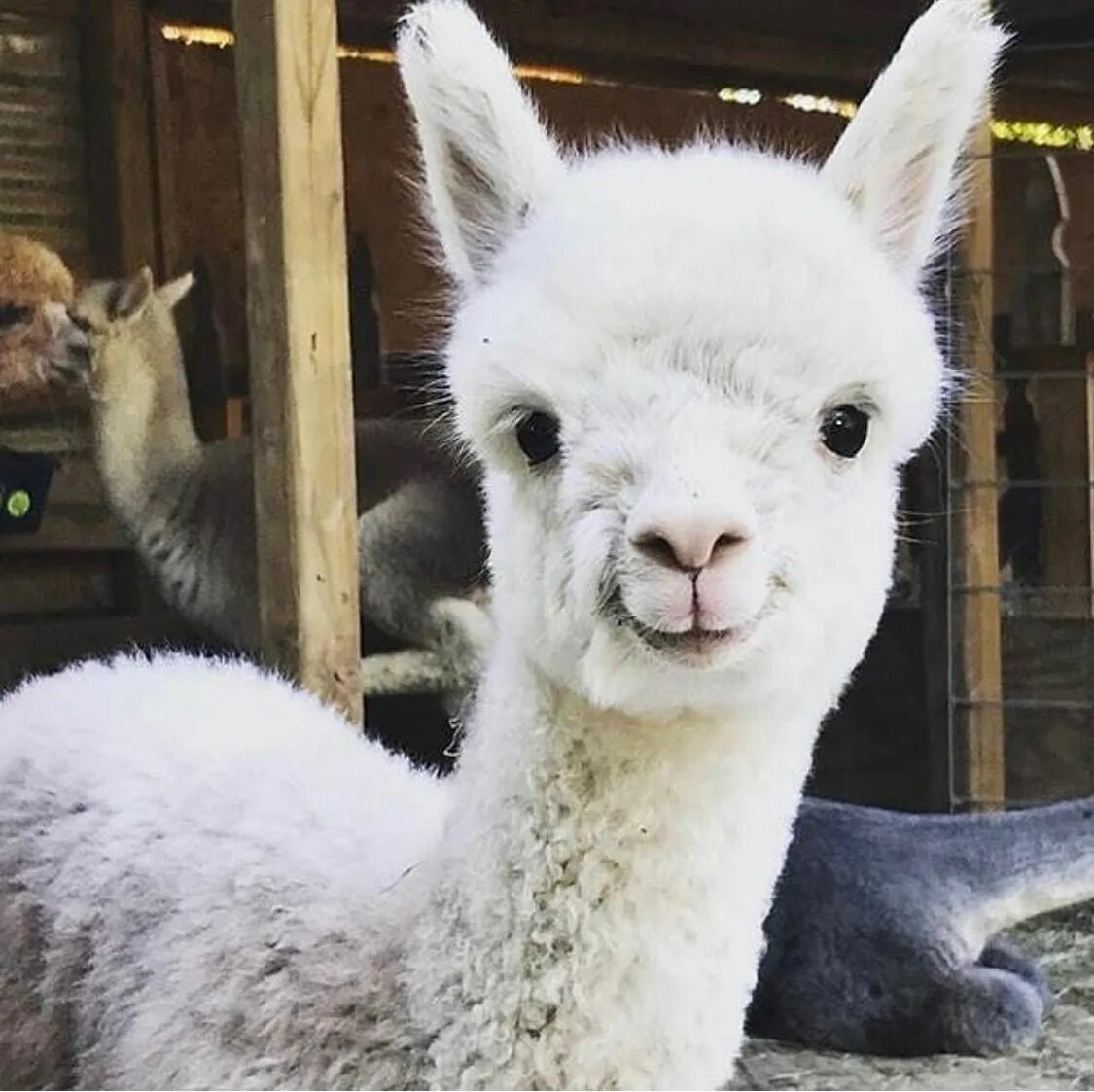 Лама и альпака. Лама фото. Лама альпака гуанако. Королевская альпака. Рыжая лама.