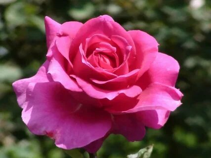 Rose h