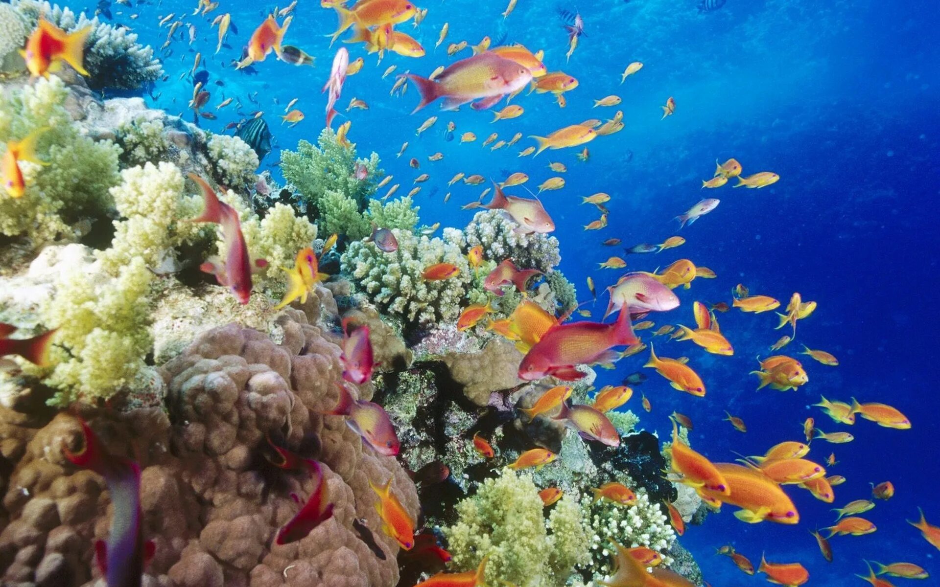 Морской парк большого барьерного рифа. Коралловый риф Хургада. Коралловые рифы красного моря в Египте. Большой Барьерный риф рыбы.