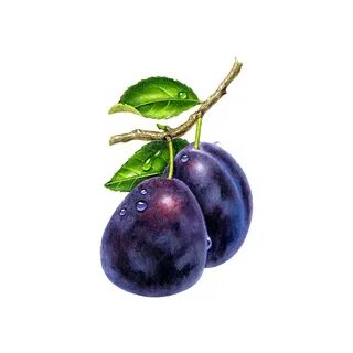 Картинка слива для детей