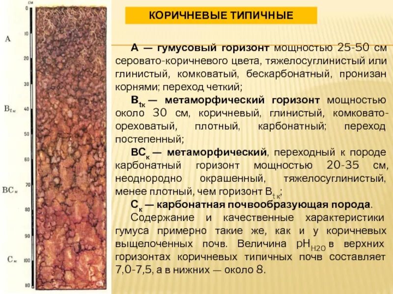 Преобладание коричневых почв