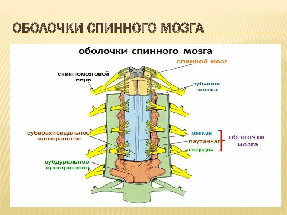 Мягкая оболочка спинного. Твердая паутинная и мягкая оболочка спинного мозга. Спинной мозг мягкая оболочка паутинная оболочка. Функции мягкой оболочки спинного мозга. Паутинная оболочка спинного мозга функции.