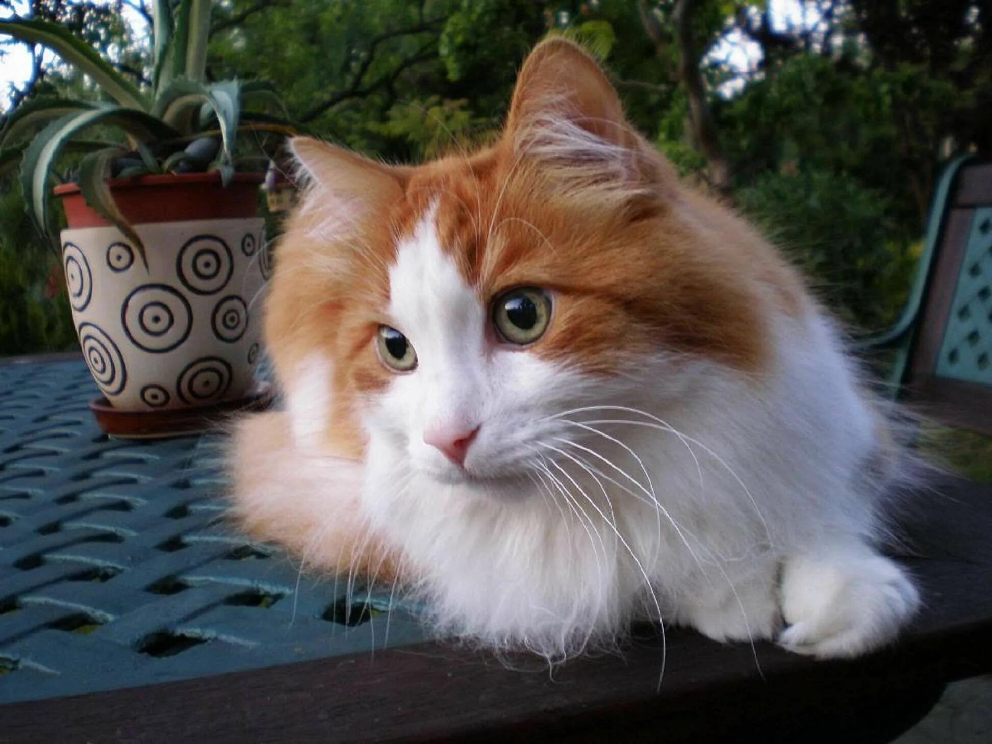 Кошки чрезвычайно терпеливы. Турецкая ангорская кошка рыжая. Ангорская кошка трехцветная. Турецкий Ван кошка. Рыжий турецкий ангорский кот.