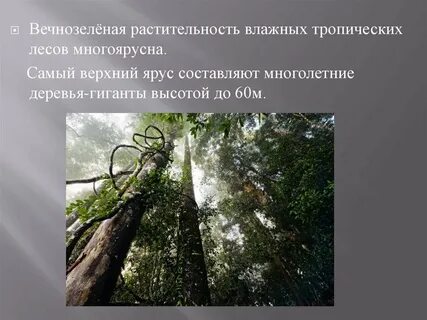 Верхний ярус