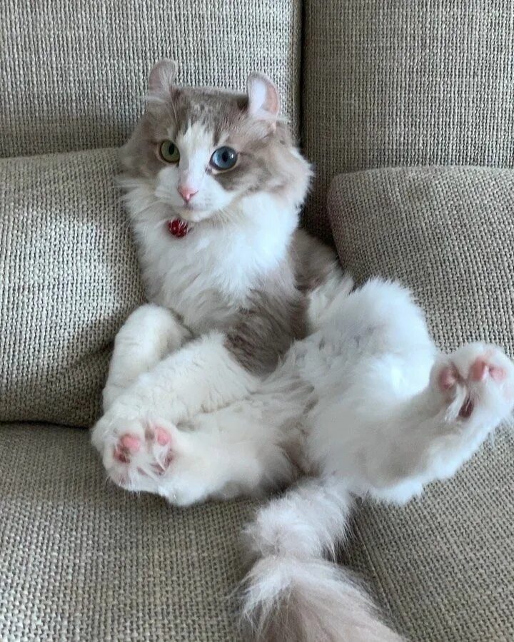 Curl cat