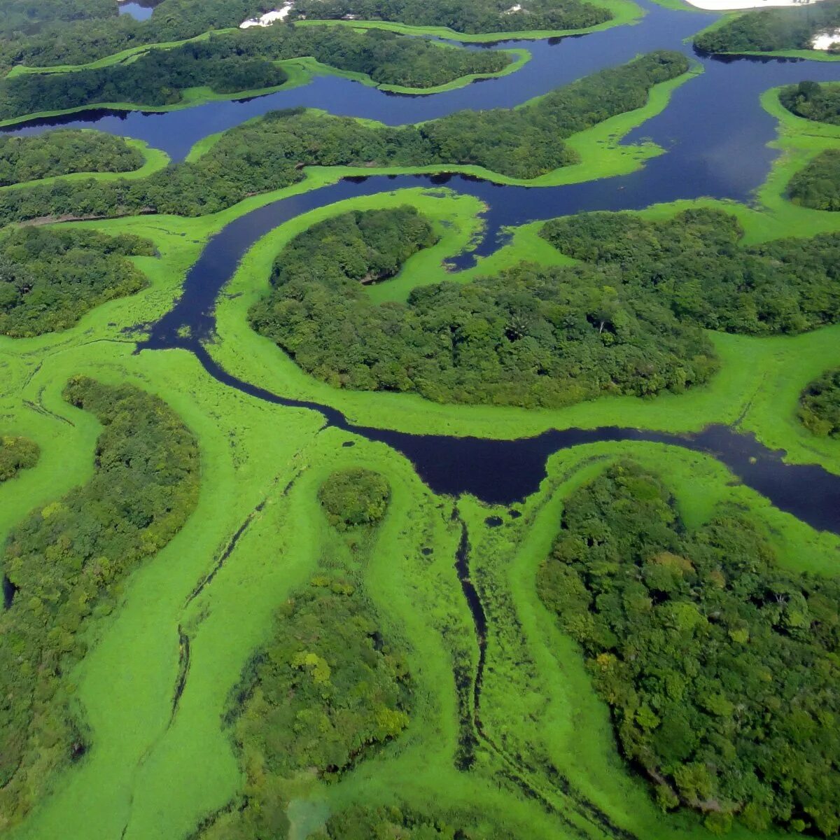 Амазонка какое устье. Бразилия Амазонская низменность. Река Амазонка. Амазонская низменность природа. Устье реки Амазонка.
