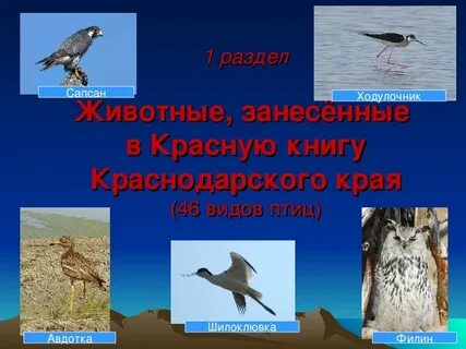 Растения и животные красной книги краснодарского края