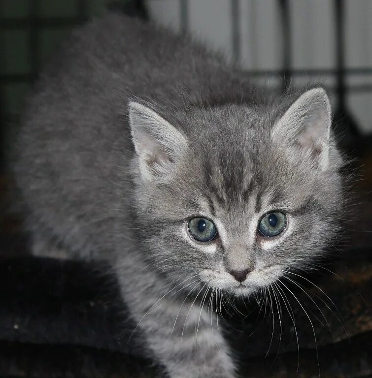 Котята чёрно белые. Отдам котят в хорошие руки. Котята в добрые руки киров. Котята в добрые руки киров. Котята в добрые руки киров.