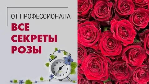 Как дольше сохранить розы в букете