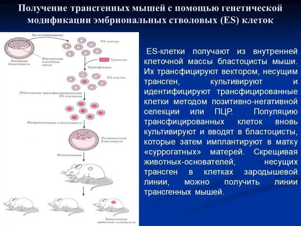 Методы введения днк. Эмбриональных стволовых клеток мыши.. Получение трансгенных животных эмбриональные стволовые клетки. Получение трансгенных мышей. Генетической модификации эмбриональных стволовых клеток.