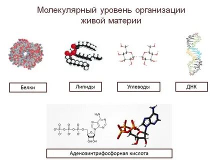 Молекулярный уровень исследования