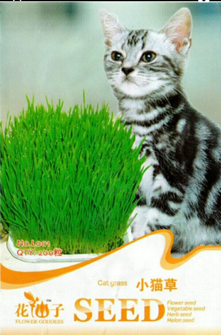 Растение на корм домашним животным. Трава для кошек. Травка для кошек. Травка для кошек семена. Трава для котов в зоомагазине.
