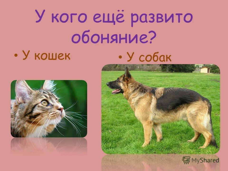 собачий нос. нюх кошки лучше собаки. нюх кошки лучше собаки. нюх кошки лучше собаки. морда собаки.