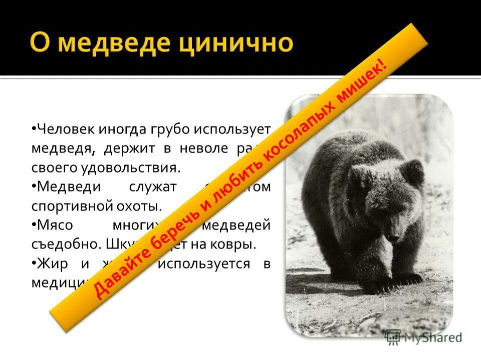 Почему медведь любит. Почему медведь символ России. Неофициальные символы России медведь. Что символизирует медведь. Почему Россия медведь.