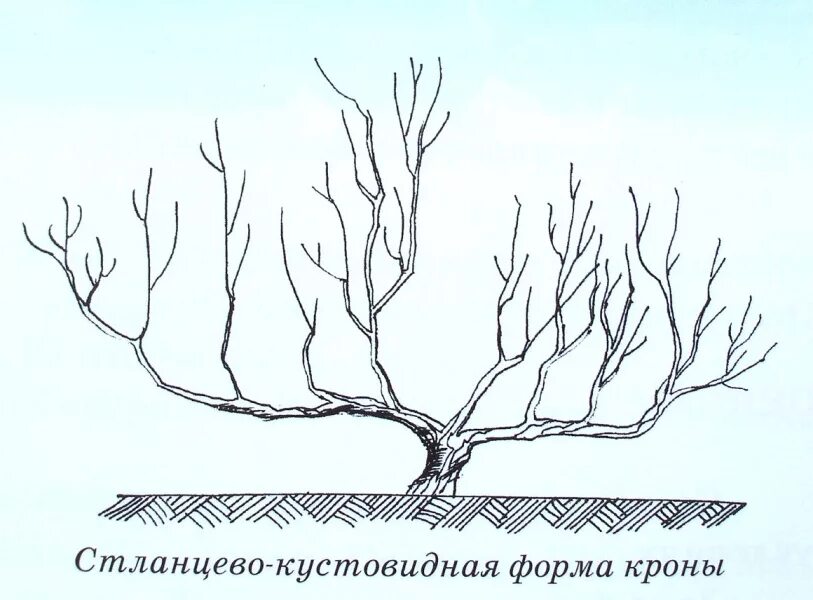 Стелющаяся формировка яблони. Чашевидная крона яблони. Яблоня формировка кроны стланцевая. Крона яблонь формировка.