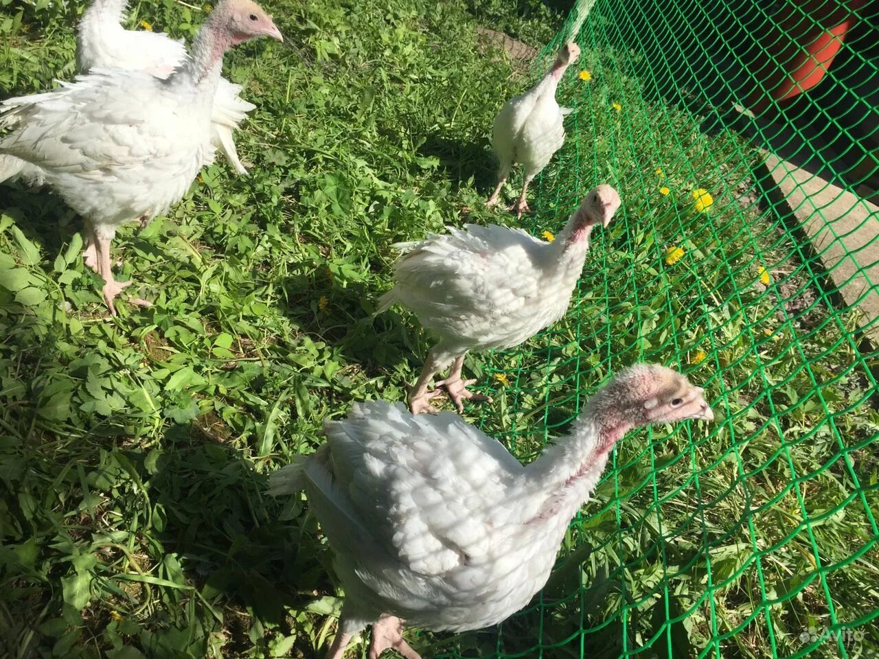 Индюки хайбрид грейд мейкер. Индюки хайбрид конвектор. Тихорецкий индюк. Индюк хайбрид отзывы. Индюки хайбрид.