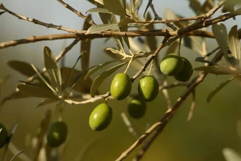 Olea europaea fruit extract