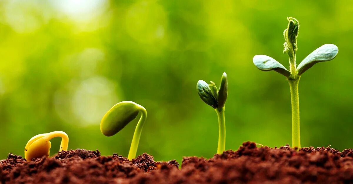 Семя проросток цветущее растение. Рост растений 1 неограниченный. Неограниченный рост растений. Ограниченный рост у растений. Неограниченный рост растений.