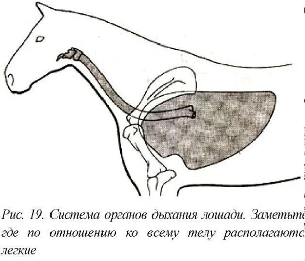 Органы дыхательной системы собаки