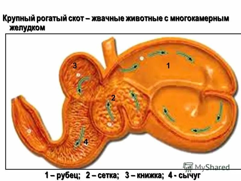 Рубец сетка книжка сычуг последовательность. Рубец жвачного. Система пищеварения крс. Желудок рубец сетка книжка и сычуг. Пищеварительная система жвачных млекопитающих.