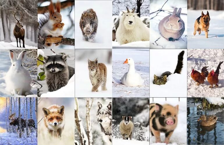 Презентация на тему заяц. Рассказ о белке. Смена времен года. Зимующие животные. Сообщение о животных в разные времена года.