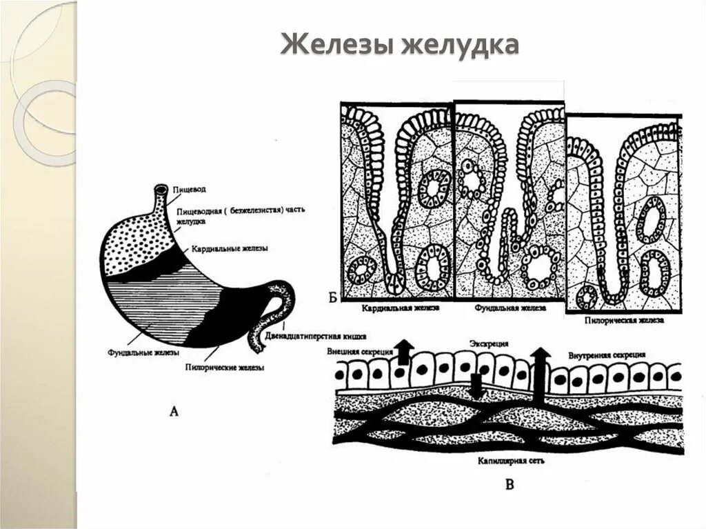 Обкладочные клетки желез желудка вырабатывают. Феодальные железы желудка гистология. Кардиальные железы желудка вырабатывают. Трубчатые железы желудка. Строение желез желудка