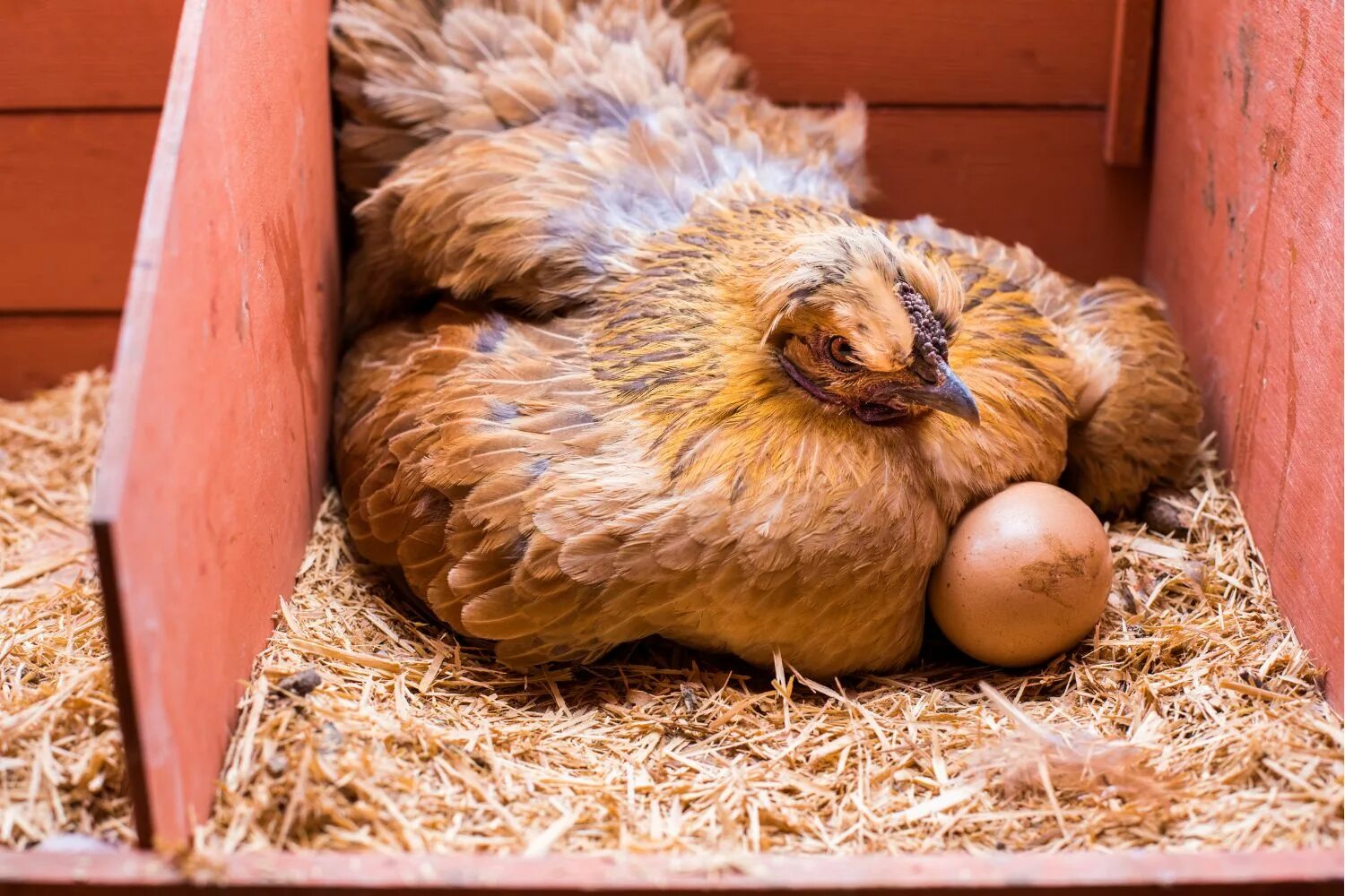 Куриное яйцо собаке. Chicken laying. Chicken laying Egg images. Reasons lay Bricks and Hens are laying Eggs.