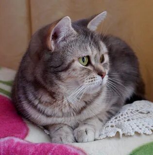 Кот скоттиш страйт