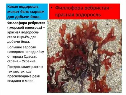 Красные водоросли доклад