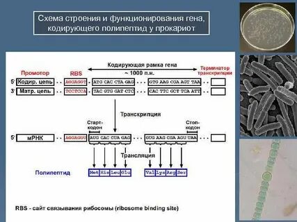 Теория генов