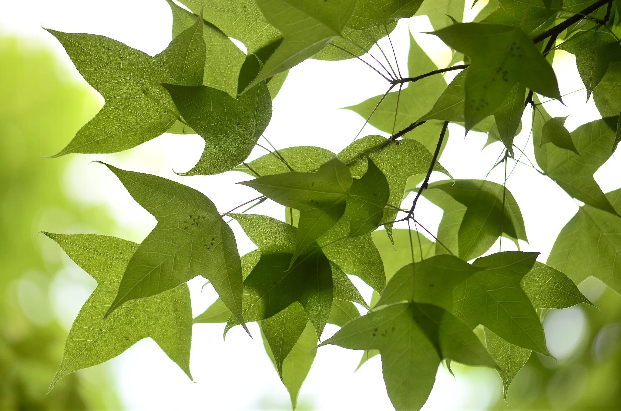 Листочки вектор. Осенняя ветка. Ветка дерева с листьями. Ветка с 3 листьями. Ветка с листьями.