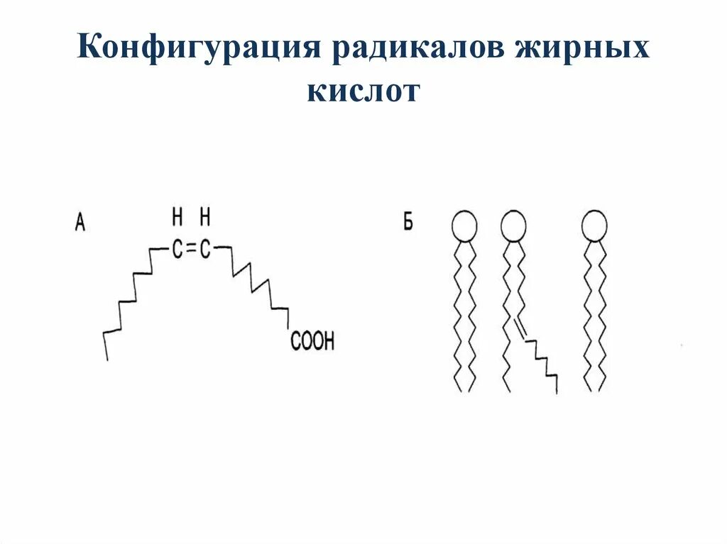 Радикалы жирных кислот. Радикальная конфигурация. Гетерогенную группу соединений, липиды. 4.Жирные кислоты и их пространственная конфигурация.. Радикалы жиров