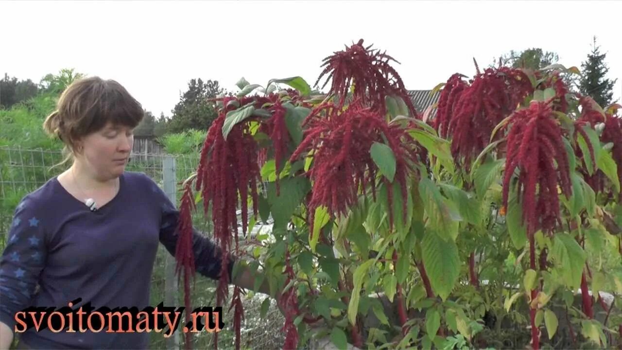 Амарант выращивание из семян когда сажать. Амарант вишневый бархат. Амарант хвостатый красный. Амарант выращивание из семян когда сажать. Амарант метельчатый ред кафедрал.