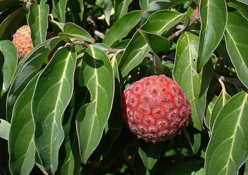 Клубничное дерево (Cornus capitata. Кудрания Земляничное дерево. Кизил головчатый клубничное дерево. Кудрания сортовая. Купить клубничное дерево