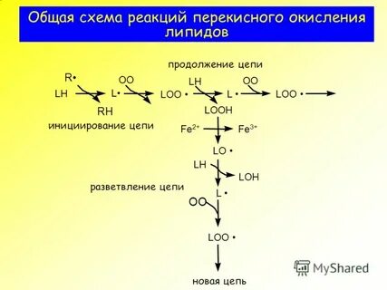 Радикалы липидов
