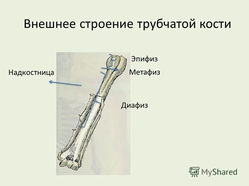 Строение трубчатых органов