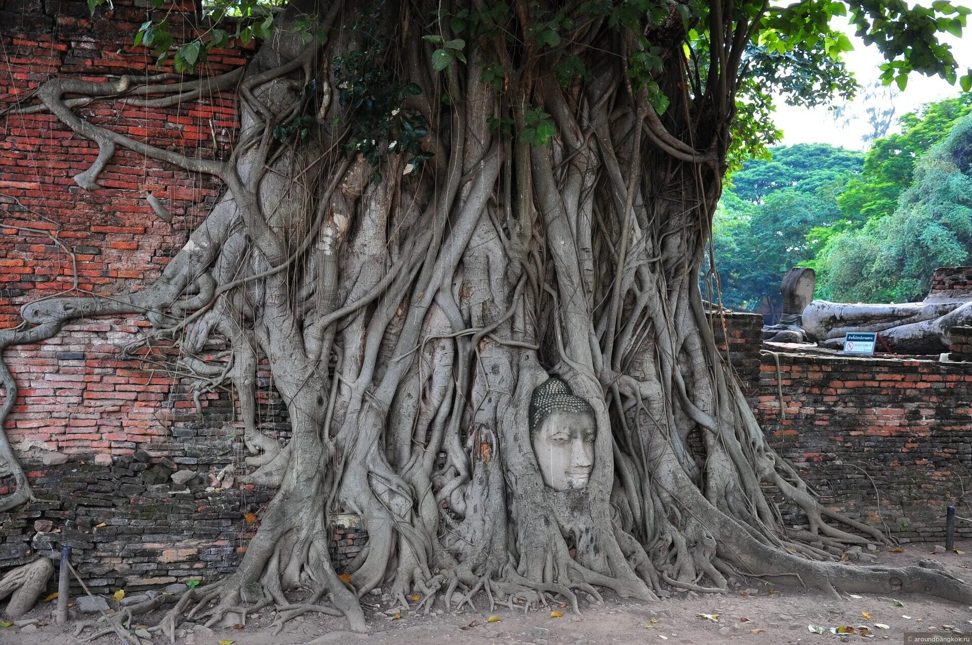 Деревья на шри ланке. Дерево Бодхи Шри Ланка. Баньян: дерево Махабодхи. Дерево Бодхи Будда. Анурадхапура Шри Ланка дерево Бодхи.