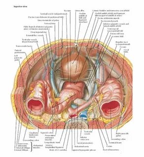 Pelvic Contents: Male Anatomy Seminal vesicle (subperitoneal), Ductus (vas) defe