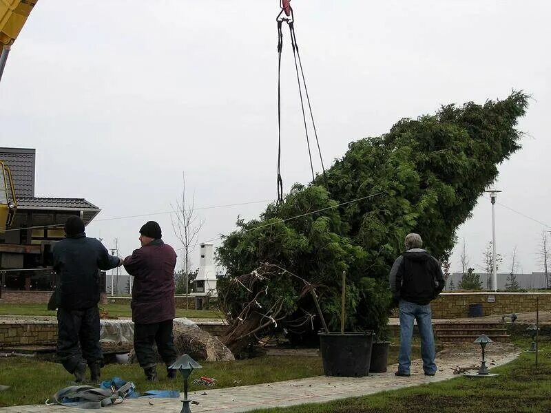 Посадка хвойных крупномеров. Сосна обыкновенная крупномер. Посадка хвойных крупномеров. Посадка хвойных крупномеров. Пересадка деревьев.