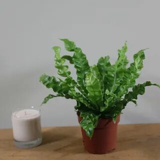 Plant wave