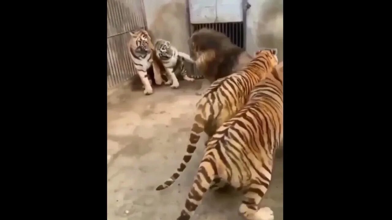 Видео тигров видео видео тигров против. Лев против тигра Лев против тигра. Лев против тигра реальные битвы. Тигр драка. Борьба тигры против.