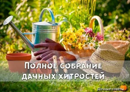 Первым дачным утром