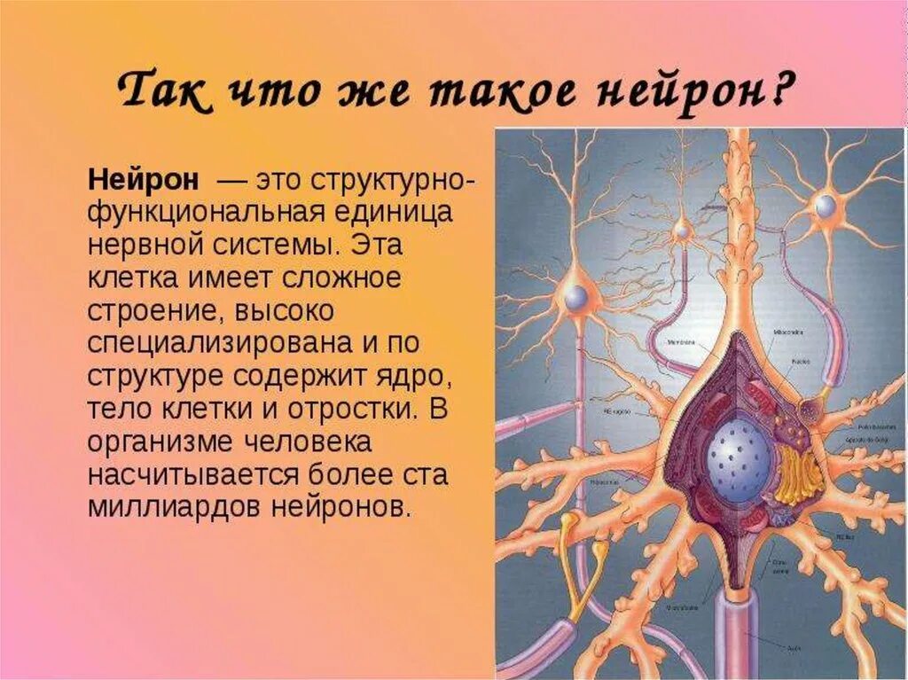 Нервная ткань состоит из ответ. Нейроны головного мозга строение. Строение нейрона человека. Строение нейрона анатомия. Нервная ткань строение нейрона.