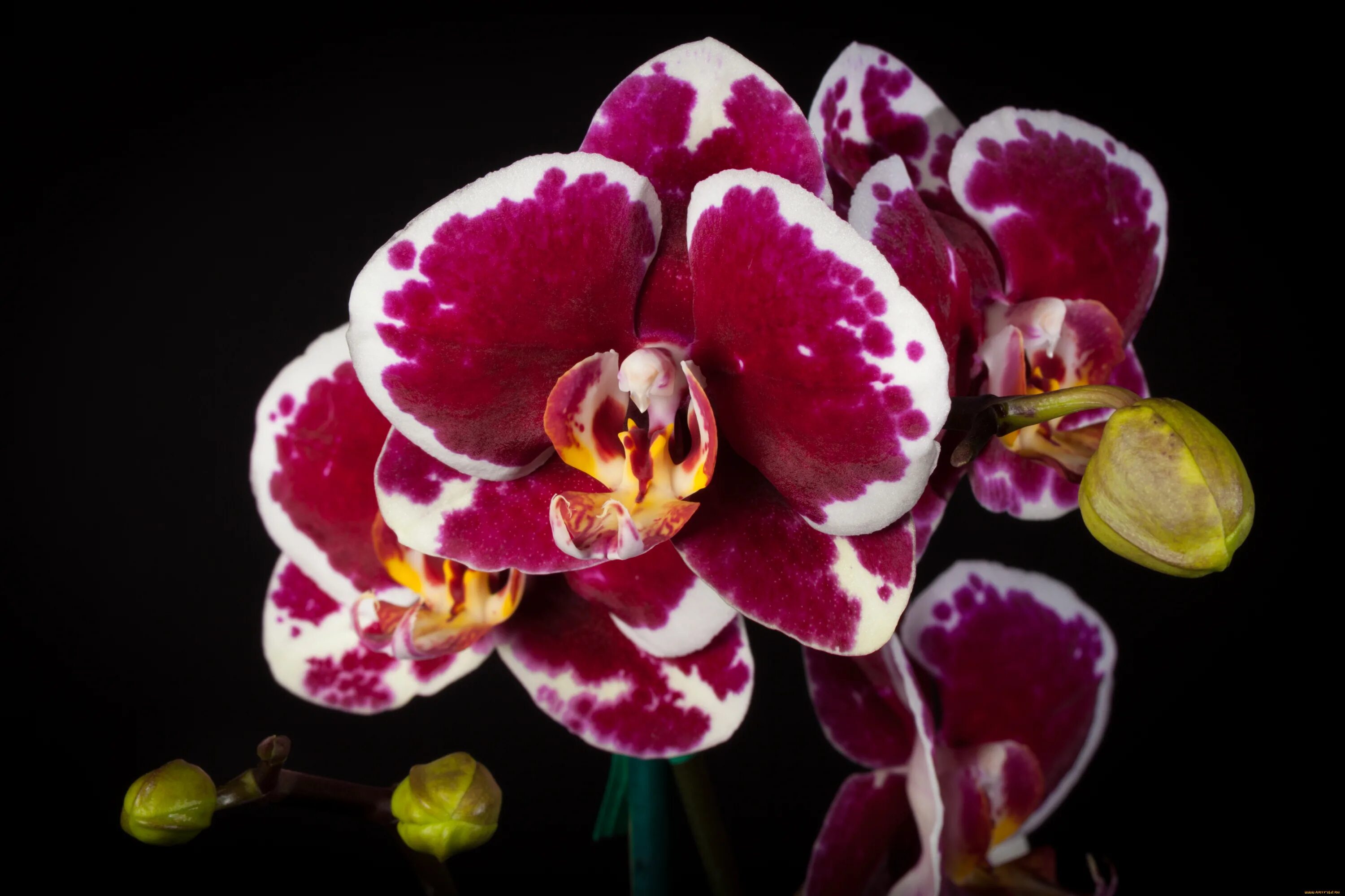 Orchid Blooms Phalaenopsis orchid, Orchids, Flower centerpieces wedding