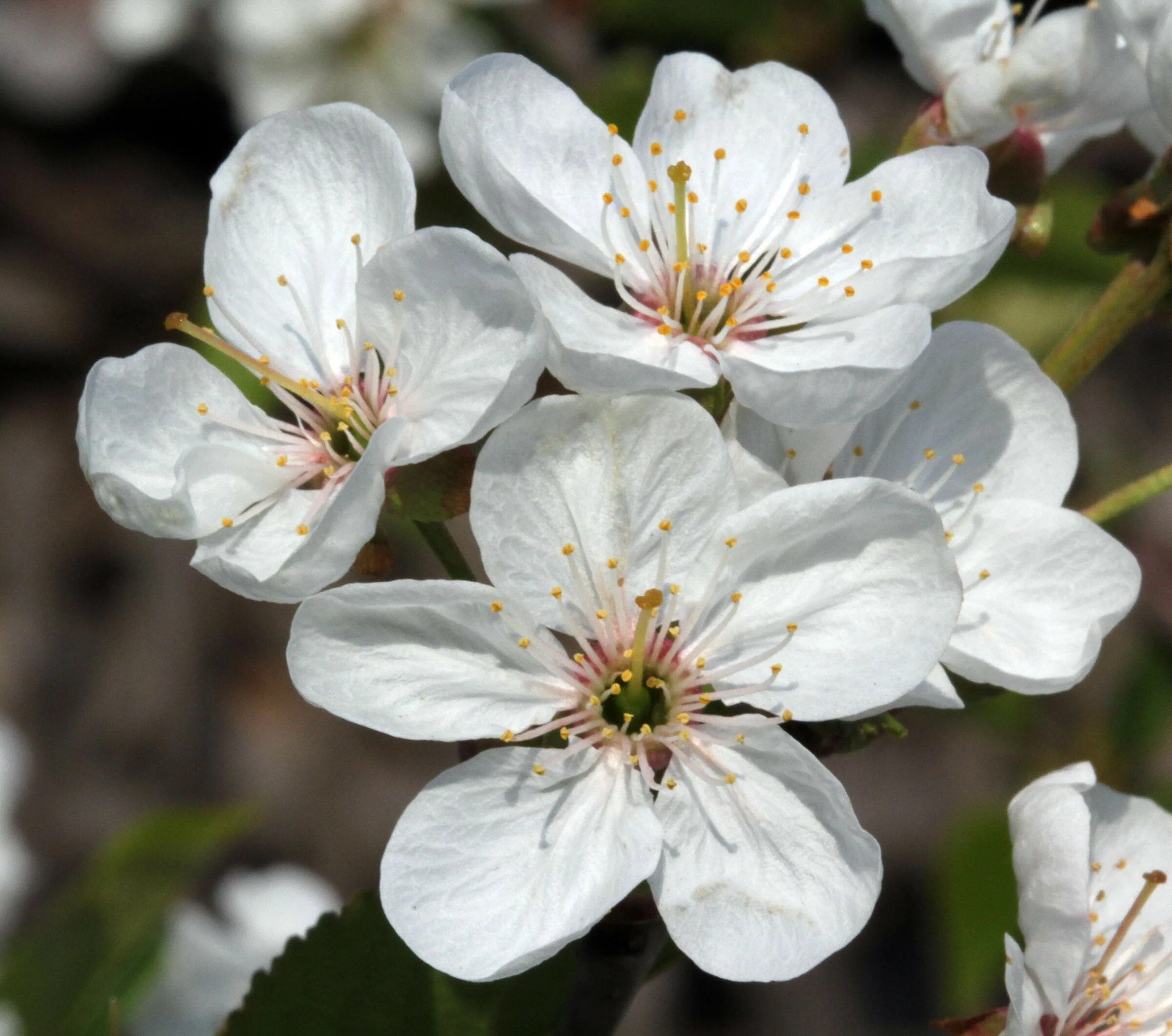 Вишня какие цветки. Вишня cerasus vulgaris. prunus cerasus. prunus cerasus. цветки. вишня - prunus cerasus &#039;benham`s early duke&#039;.