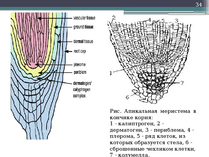 Зона нарастания. Апикальная меристема. Меристема корня. Апикальная меристема корня. Строение апикальной меристемы корня.