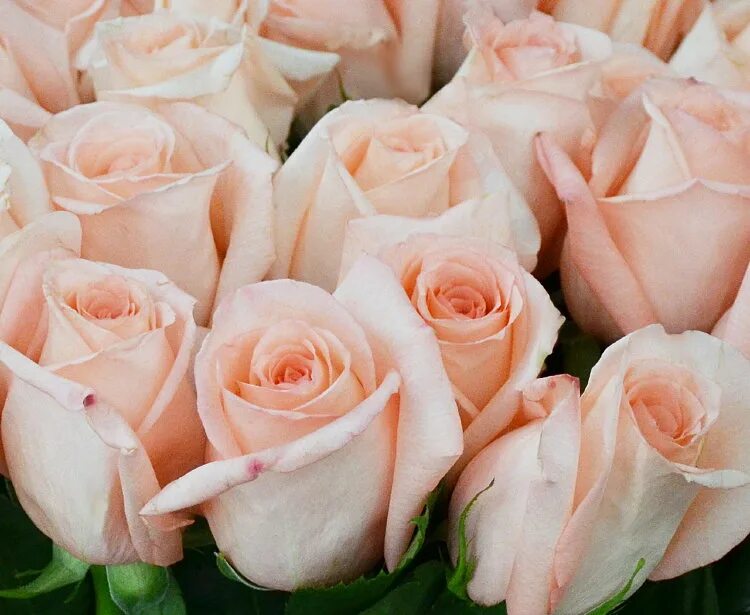 Roses Widescreen Wallpaper