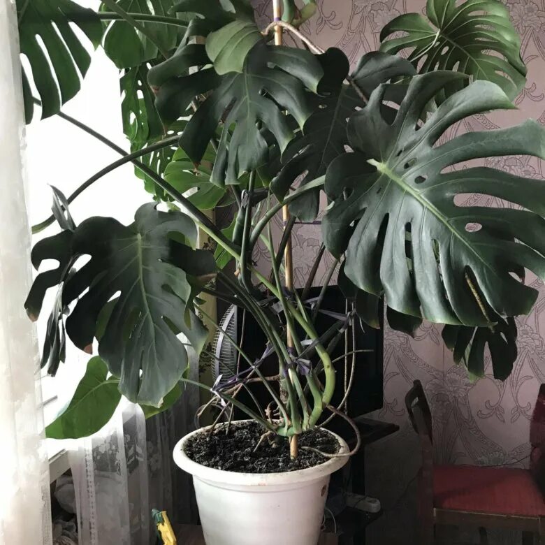 Luchtzuiverende planten - Air So Pure Piante da interno, Piante da appartamento,